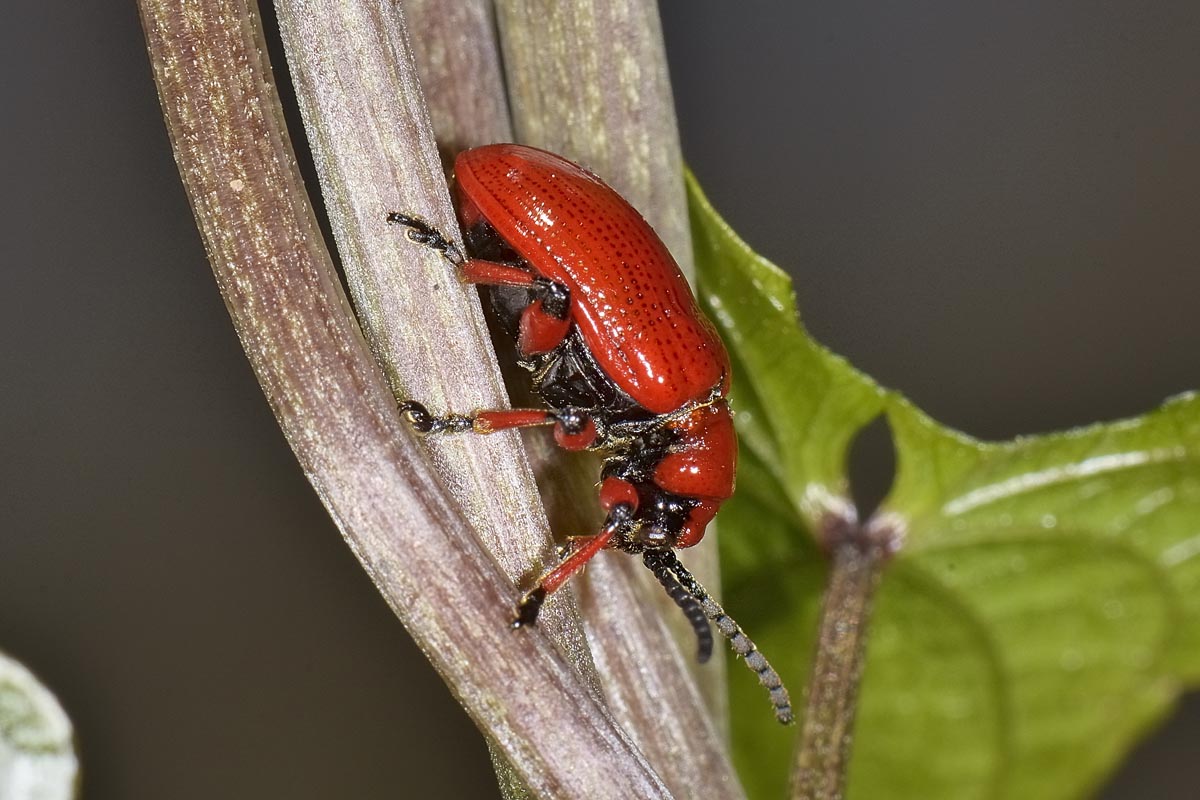 Lilioceris merdigera, Chrysomelidae